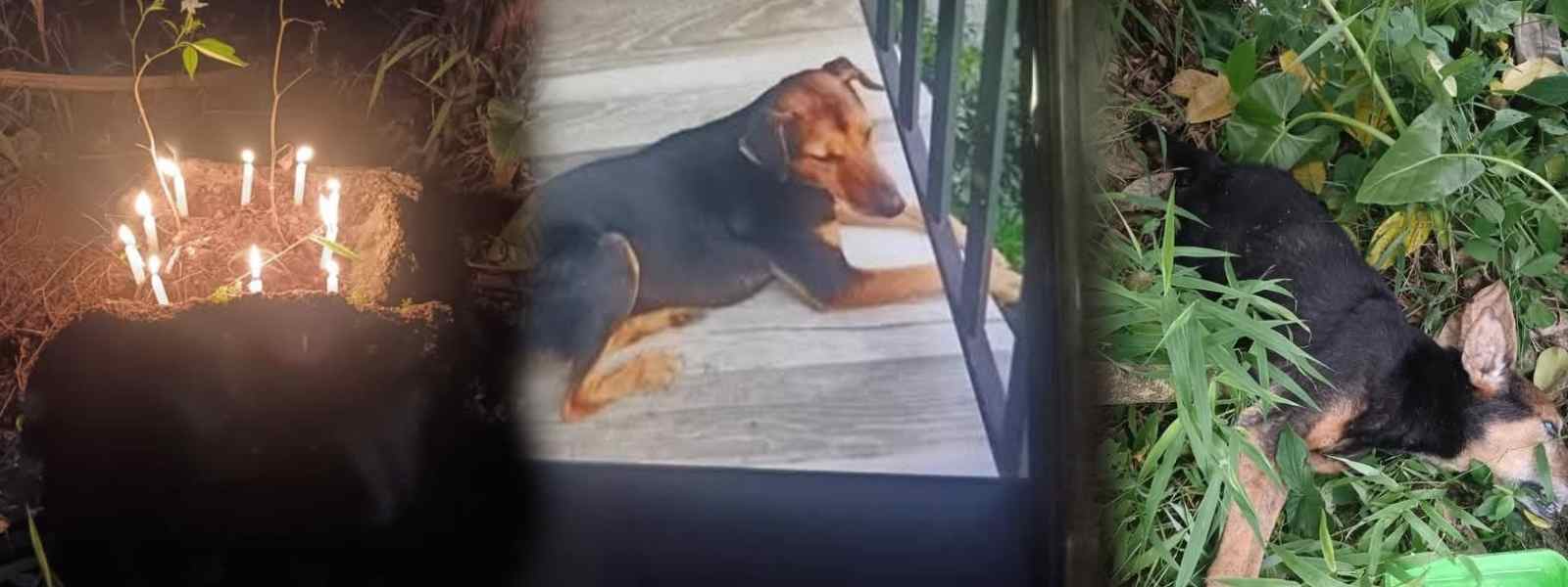 සුරතල් "Blacky" ඝාතනය කළ කාන්තාවට අමතක නොවන පාඩමක්